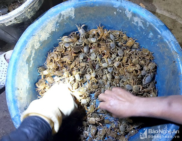Nghệ An: Tối đến đội đèn đi săn con 8 cẳng 2 càng, thương lái mua sạch nhưng sao dân vẫn kém vui? - Ảnh 3.