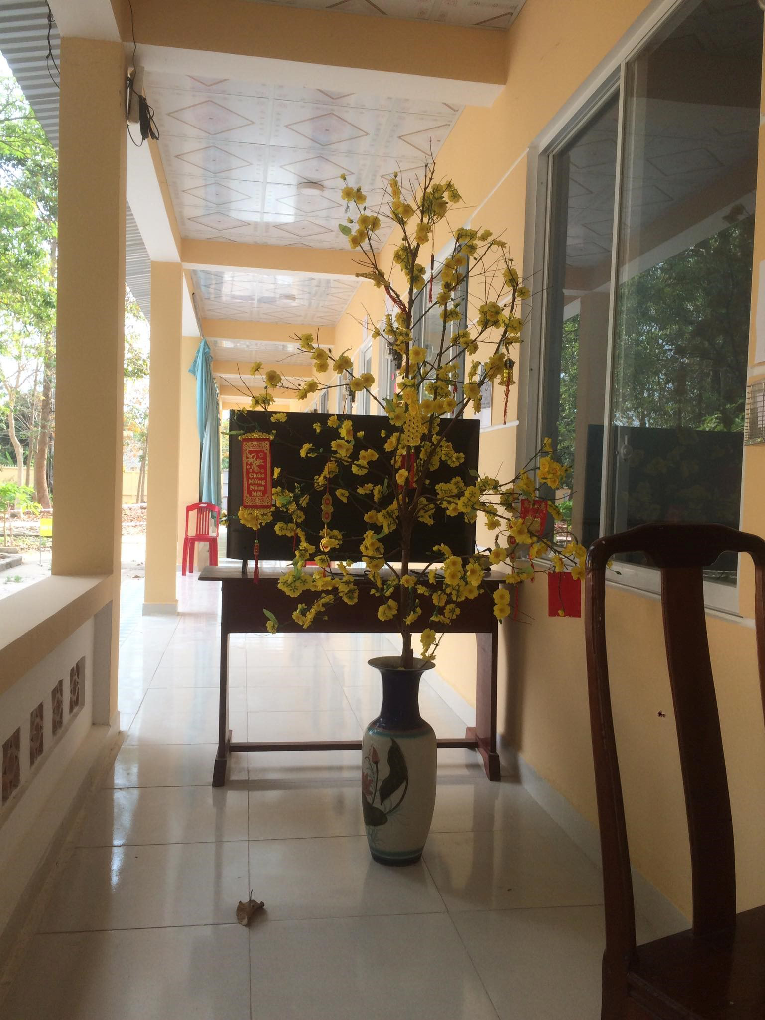Hình ảnh cây mai khoe sắc vàng trong khu cách ly.