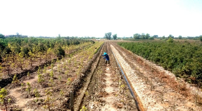 Nông dân trồng mai vàng ứng dụng nông nghiệp công nghệ cao có cứu được cảnh “chợ chiều 30 tết”? - Ảnh 4.