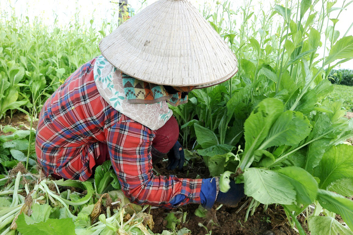 Quảng Nam: Sau Tết, rau củ rớt giá thê thảm, nhiều nông dân phải "nài nỉ" thương lái lấy hàng - Ảnh 7. Quảng Nam: Sau Tết, rau củ rớt giá thê thảm, nhiều nông dân phải "nài nỉ" thương lái lấy hàng - Ảnh 7.