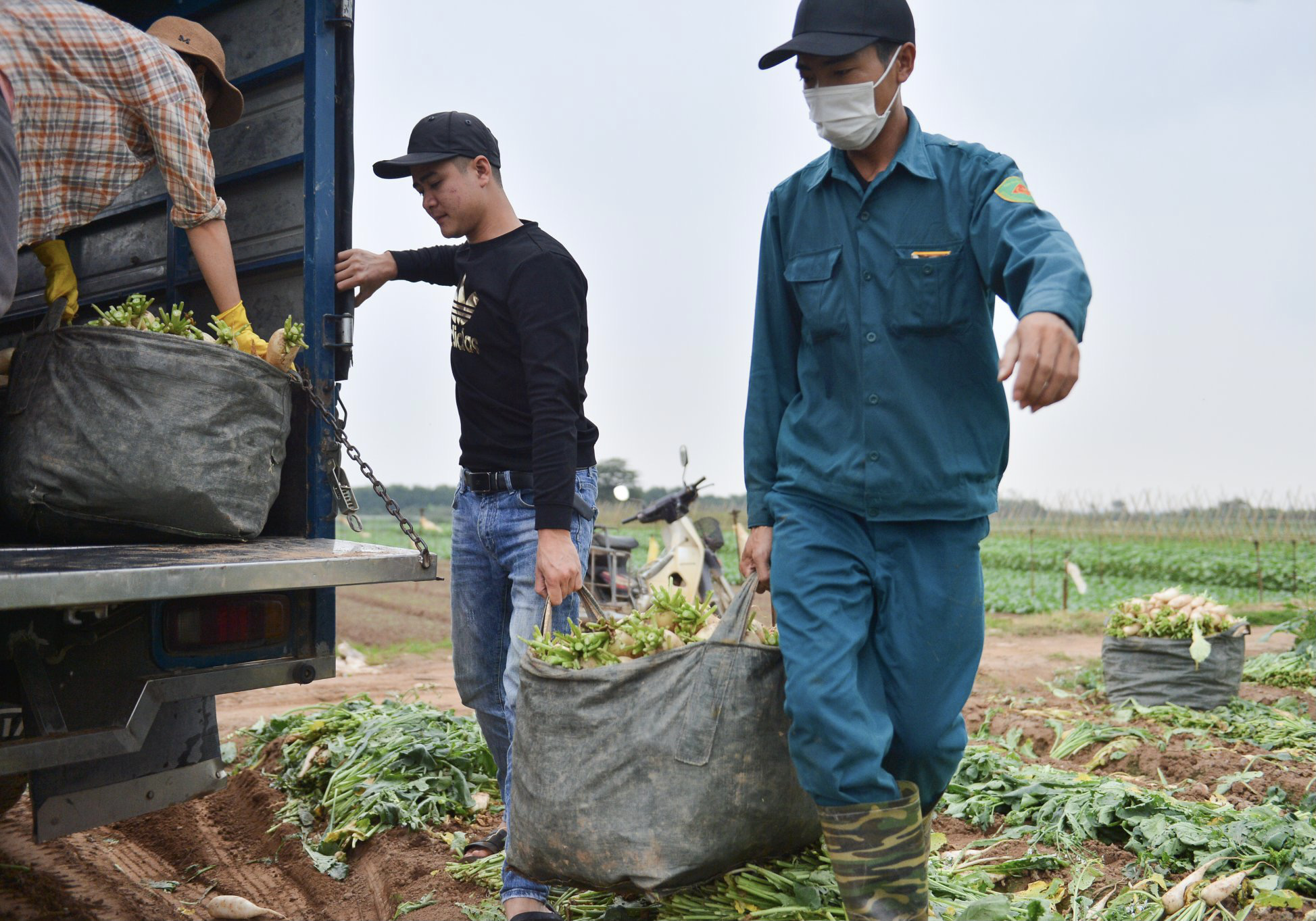 Cận cảnh người dân Hà Nội nhổ bỏ hàng trăm tấn củ cải vì không bán được - Ảnh 12. Cận cảnh người dân Hà Nội nhổ bỏ hàng trăm tấn củ cải vì không bán được - Ảnh 12.