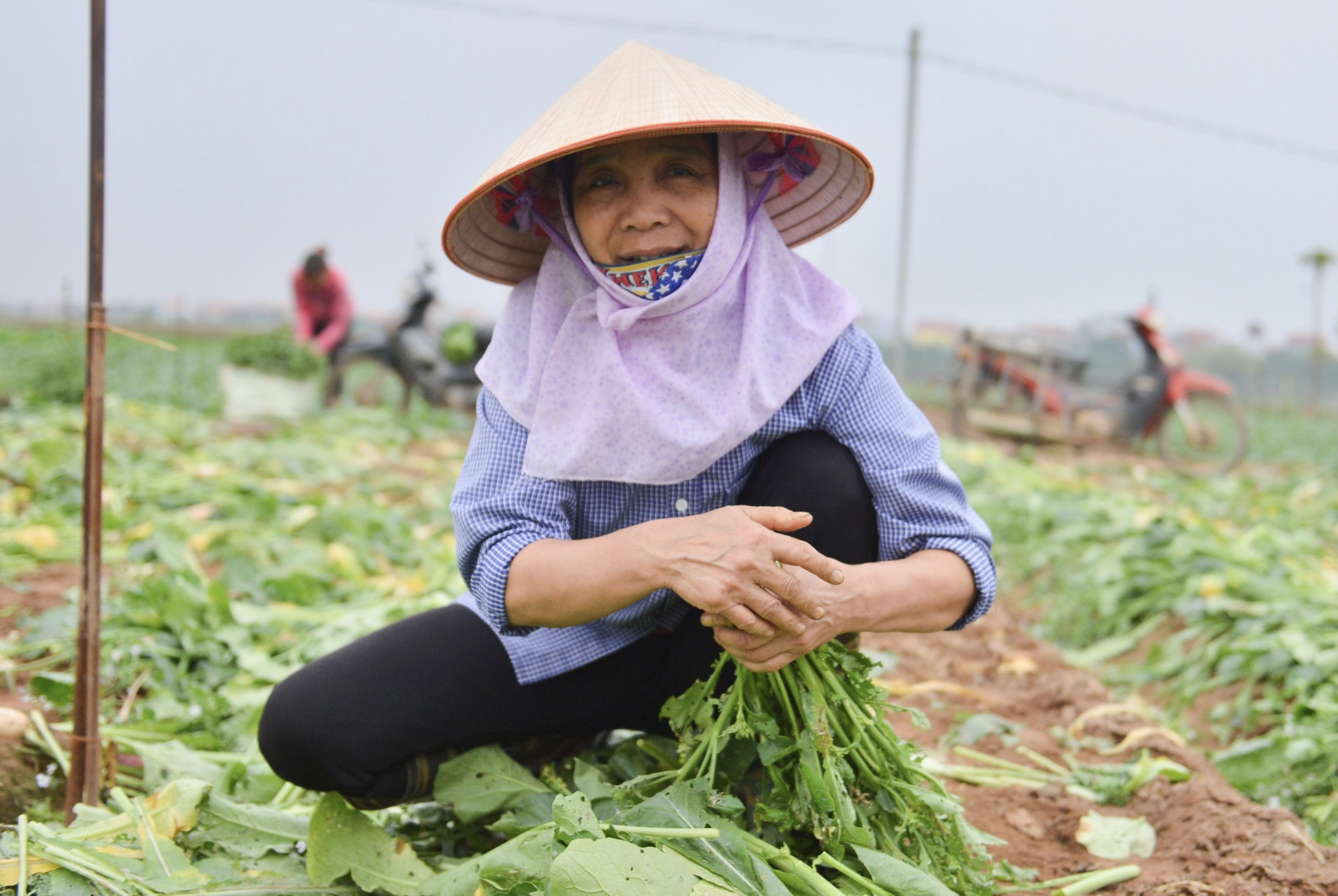 Cận cảnh người dân Hà Nội nhổ bỏ hàng trăm tấn củ cải vì không bán được - Ảnh 2. Cận cảnh người dân Hà Nội nhổ bỏ hàng trăm tấn củ cải vì không bán được - Ảnh 2.