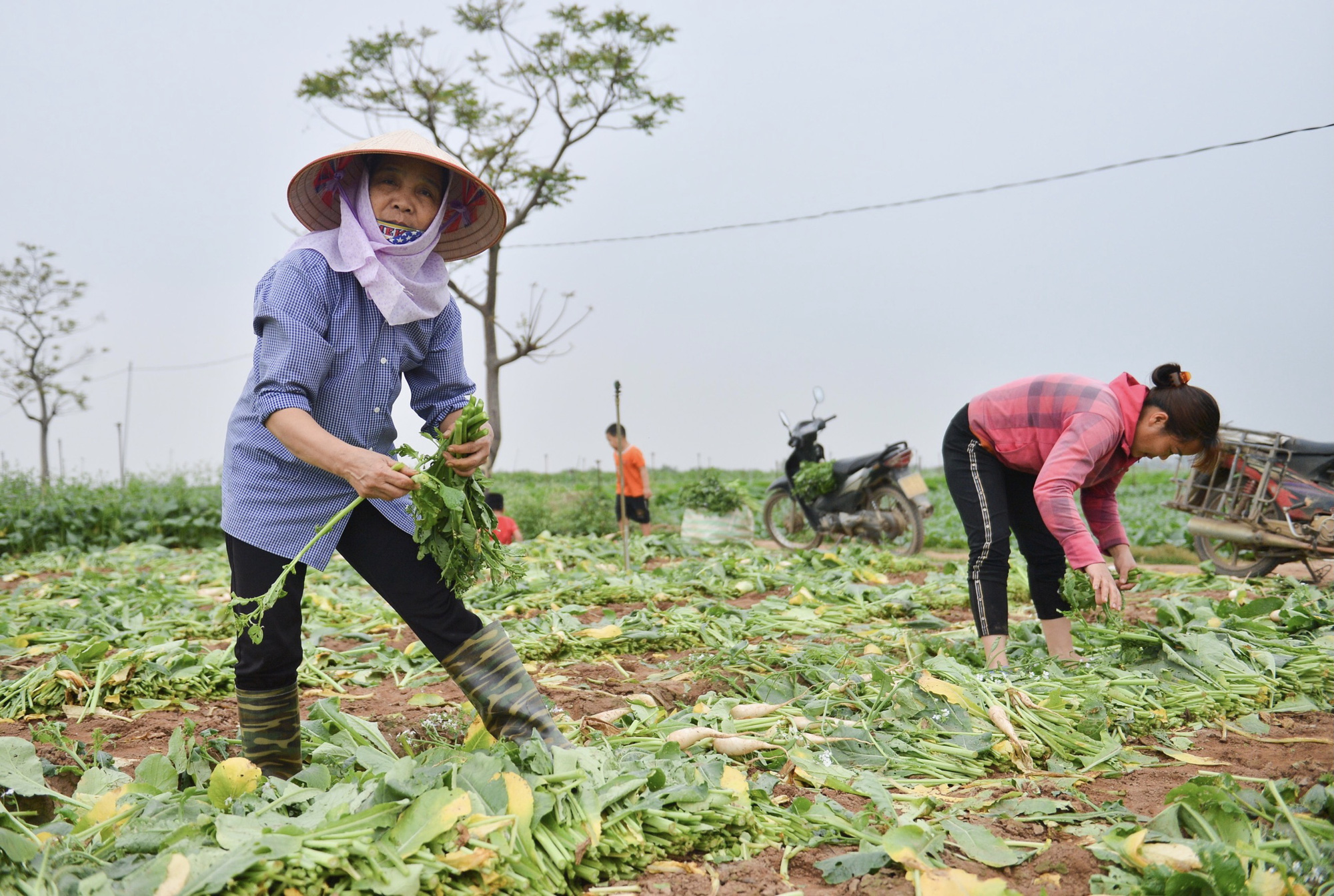Cận cảnh người dân Hà Nội nhổ bỏ hàng trăm tấn củ cải vì không bán được - Ảnh 8. Cận cảnh người dân Hà Nội nhổ bỏ hàng trăm tấn củ cải vì không bán được - Ảnh 8.