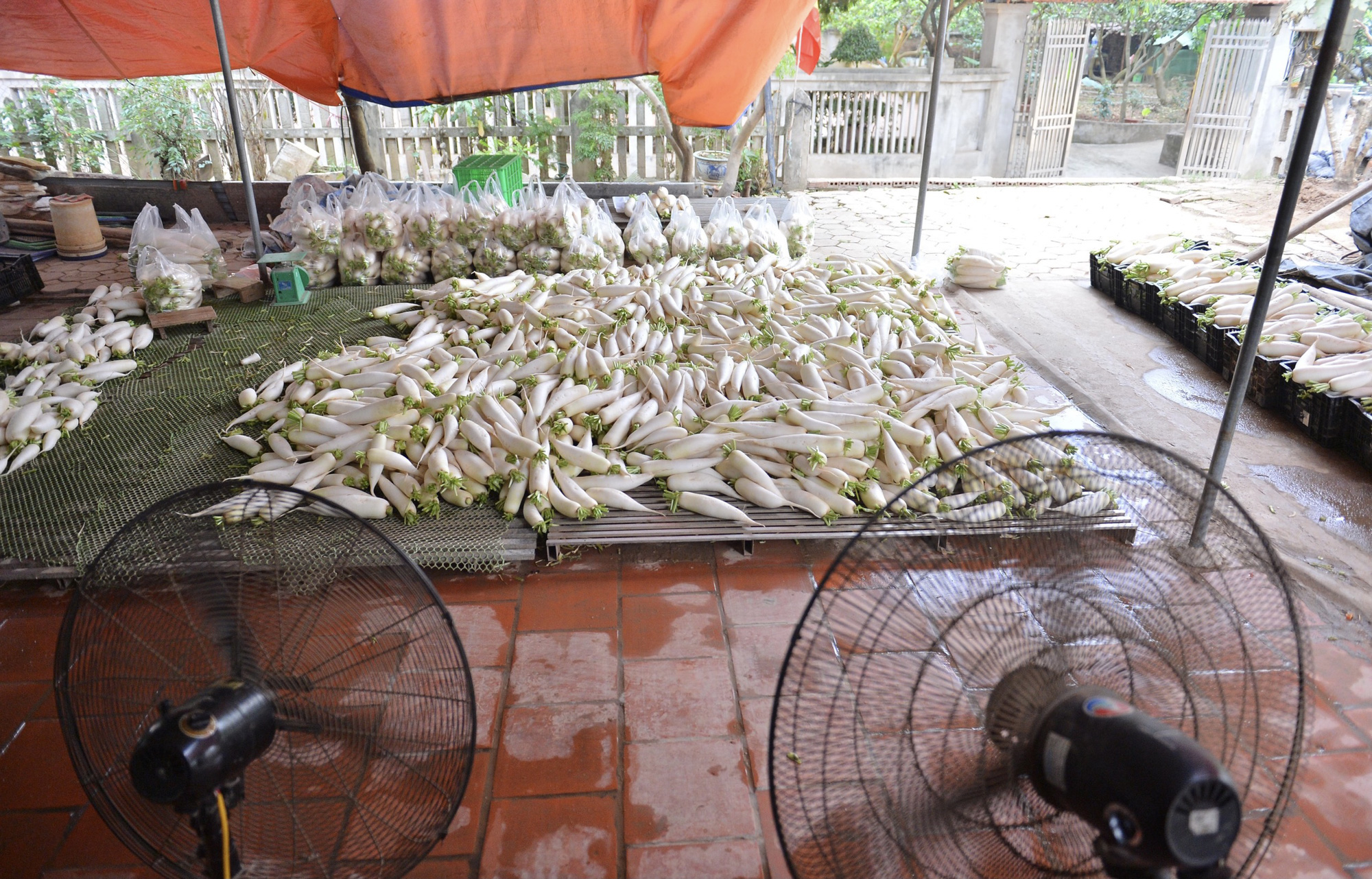 Cận cảnh người dân Hà Nội nhổ bỏ hàng trăm tấn củ cải vì không bán được - Ảnh 15. Cận cảnh người dân Hà Nội nhổ bỏ hàng trăm tấn củ cải vì không bán được - Ảnh 15.