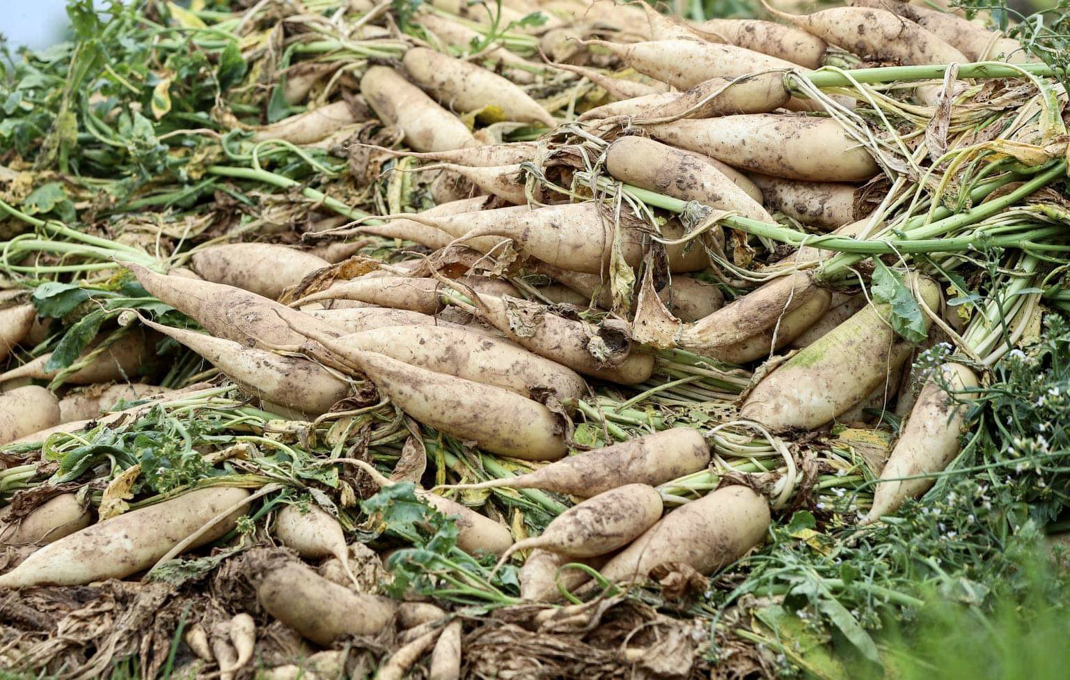 Cận cảnh người dân Hà Nội nhổ bỏ hàng trăm tấn củ cải vì không bán được - Ảnh 4. Cận cảnh người dân Hà Nội nhổ bỏ hàng trăm tấn củ cải vì không bán được - Ảnh 4.