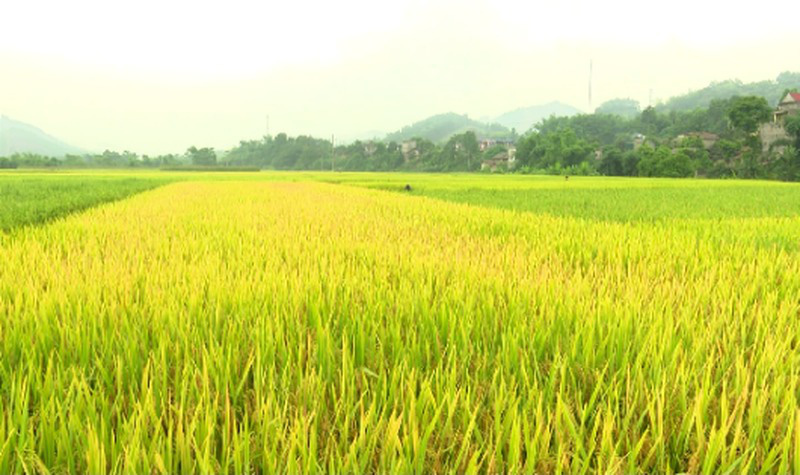 Long An: Chuyển hơn 40 ha đất trồng lúa sang phi nông nghiệp - Ảnh 1. Long An: Chuyển hơn 40 ha đất trồng lúa sang phi nông nghiệp - Ảnh 1.