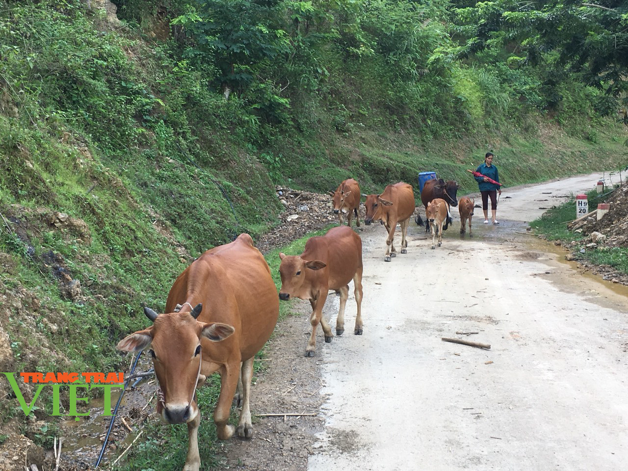 Mai Châu: Phấn đấu nâng cao thu nhập cho người dân để xóa nghèo - Ảnh 1.