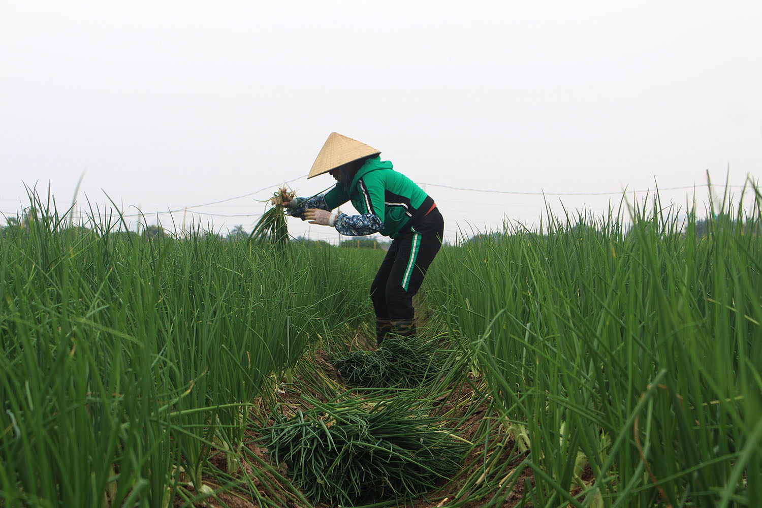 Từ chỗ &quot;cho không ai lấy&quot;, hành lá đã được thu mua với giá 3.000 đồng/kg - Ảnh 2.