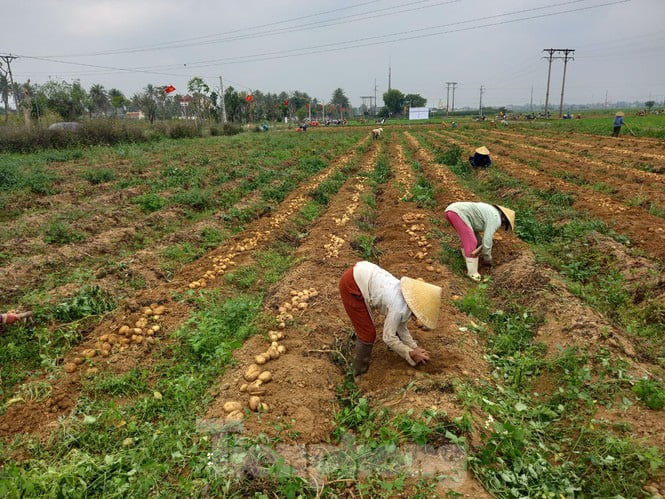Khoai tây được mùa được giá, nông dân Nghệ An phấn khởi thu hoạch - Ảnh 2. Khoai tây được mùa được giá, nông dân Nghệ An phấn khởi thu hoạch - Ảnh 2.