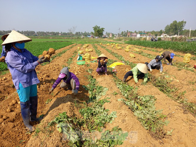 Khoai tây được mùa được giá, nông dân Nghệ An phấn khởi thu hoạch - Ảnh 3. Khoai tây được mùa được giá, nông dân Nghệ An phấn khởi thu hoạch - Ảnh 3.
