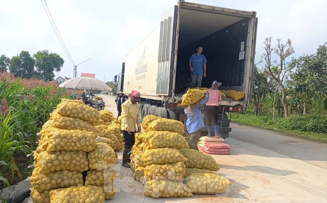 Khoai tây được mùa được giá, nông dân Nghệ An phấn khởi thu hoạch - Ảnh 7. Khoai tây được mùa được giá, nông dân Nghệ An phấn khởi thu hoạch - Ảnh 7.