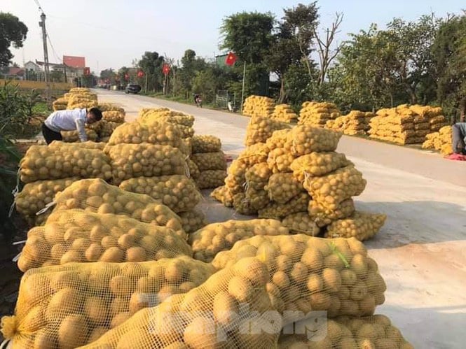 Khoai tây được mùa được giá, nông dân Nghệ An phấn khởi thu hoạch - Ảnh 8. Khoai tây được mùa được giá, nông dân Nghệ An phấn khởi thu hoạch - Ảnh 8.
