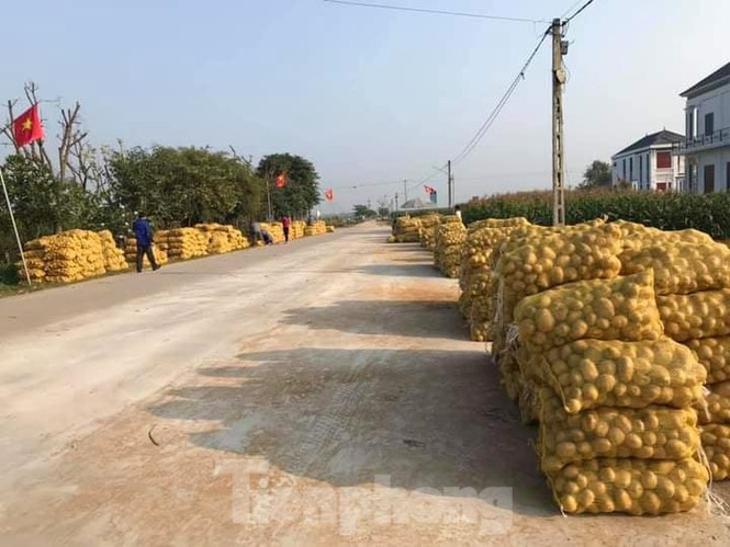 Khoai tây được mùa được giá, nông dân Nghệ An phấn khởi thu hoạch - Ảnh 9. Khoai tây được mùa được giá, nông dân Nghệ An phấn khởi thu hoạch - Ảnh 9.