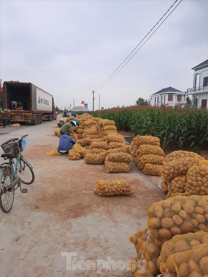 Khoai tây được mùa được giá, nông dân Nghệ An phấn khởi thu hoạch - Ảnh 10. Khoai tây được mùa được giá, nông dân Nghệ An phấn khởi thu hoạch - Ảnh 10.