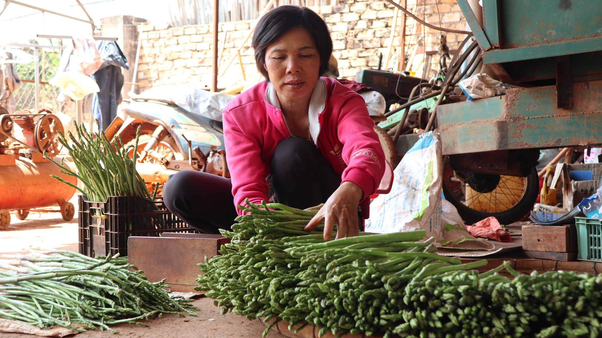 Đánh liều phá cà phê trồng măng tây, mỗi ngày thu 400kg, bán cho thương lái 60.000 đồng/kg - Ảnh 7.