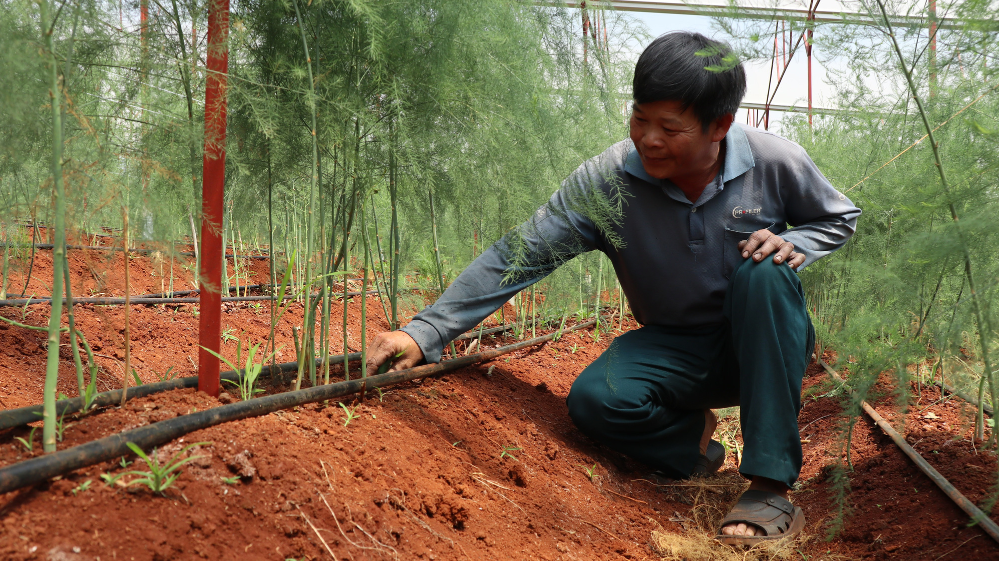 Đánh liều phá cà phê trồng măng tây, mỗi ngày thu 400kg, bán cho thương lái 60.000 đồng/kg - Ảnh 2.