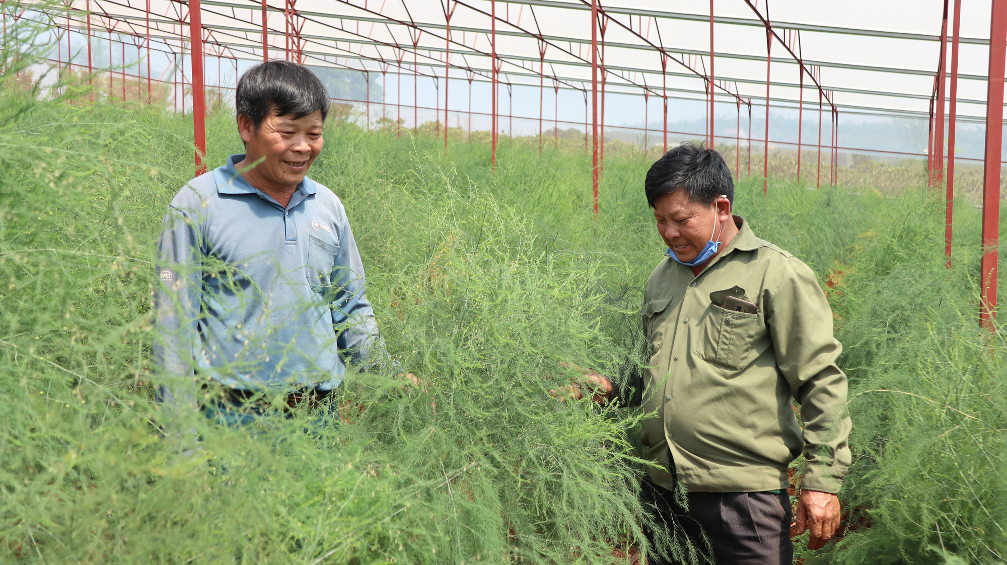 Đánh liều phá cà phê trồng măng tây, mỗi ngày thu 400kg, bán cho thương lái 60.000 đồng/kg - Ảnh 4.