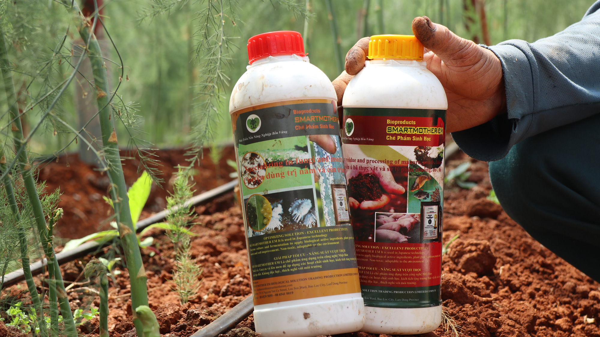 Đánh liều phá cà phê trồng măng tây, mỗi ngày thu 400kg, bán cho thương lái 60.000 đồng/kg - Ảnh 6.