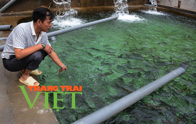 Chặn khe, đắp bờ, nông dân Tuần Giáo khấm khá nhờ nuôi cá - Ảnh 1. Chặn khe, đắp bờ, nông dân Tuần Giáo khấm khá nhờ nuôi cá - Ảnh 1.
