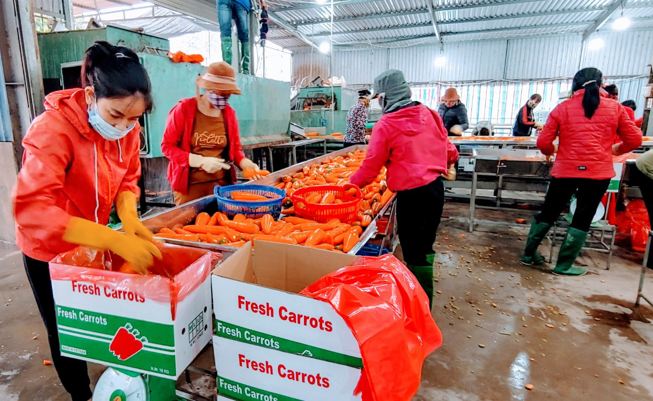 Covid-19 tại Hải Dương: Hàng hoá lưu thông, nông dân trồng cà rốt thu bạc tỷ  - Ảnh 1.