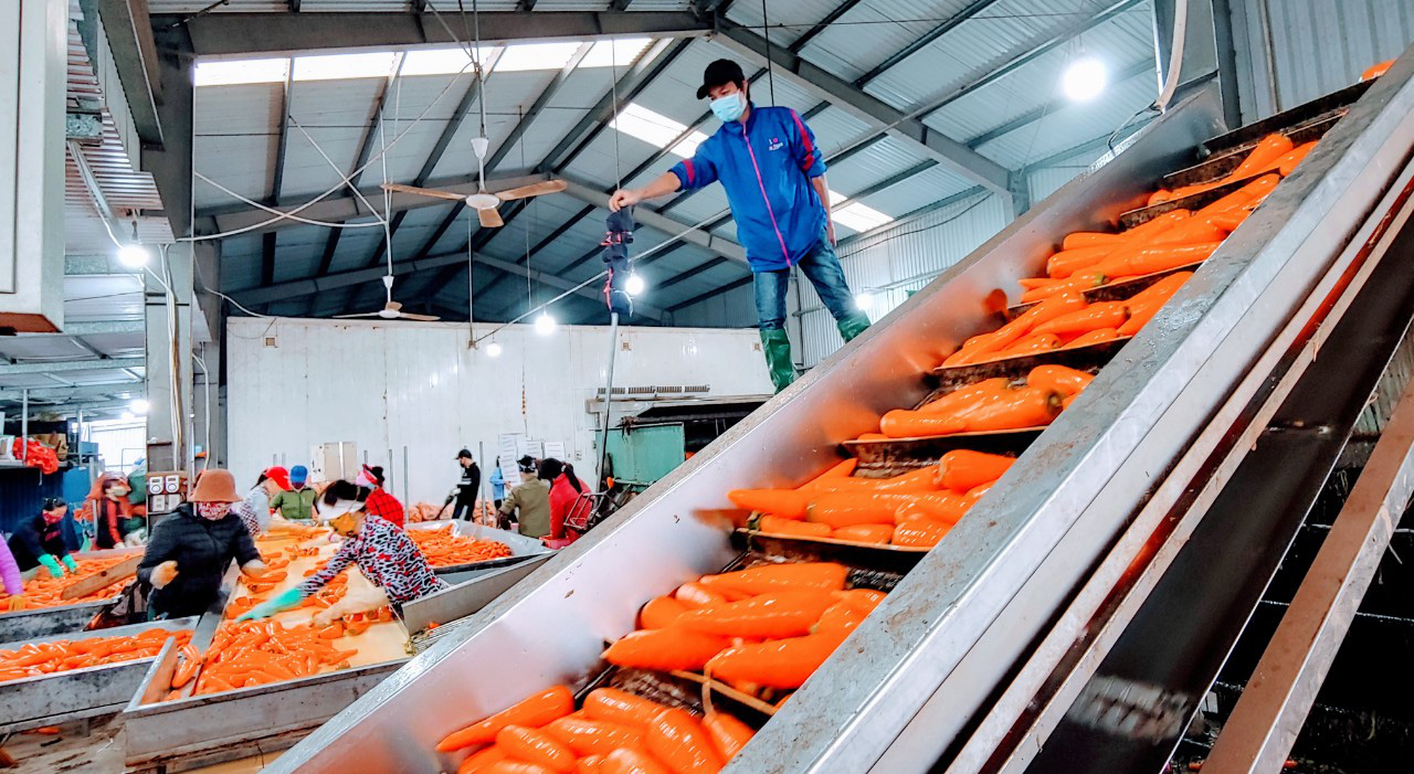 Covid-19 tại Hải Dương: Hàng hoá lưu thông, nông dân trồng cà rốt thu bạc tỷ  - Ảnh 4.