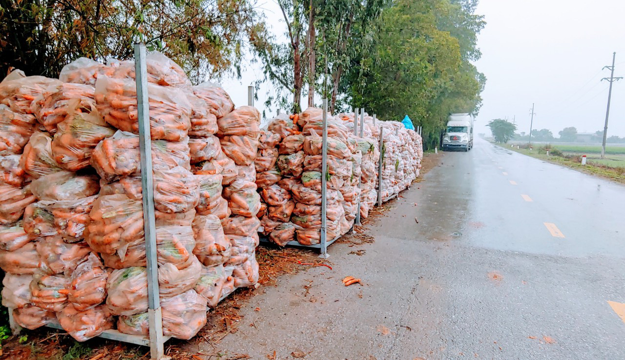 Covid-19 tại Hải Dương: Hàng hoá lưu thông, nông dân trồng cà rốt thu bạc tỷ  - Ảnh 3.