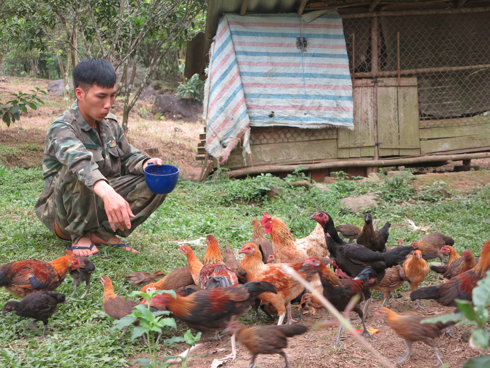 Bắc Kạn: Vô rừng vô tình bắt được gà rừng, đem về nuôi trong khe núi, ai ngờ lại bán rõ đắt - Ảnh 1.