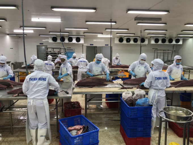 Xuất khẩu cá ngừ đại dương khởi sắc - Ảnh 1. Xuất khẩu cá ngừ đại dương khởi sắc - Ảnh 1.