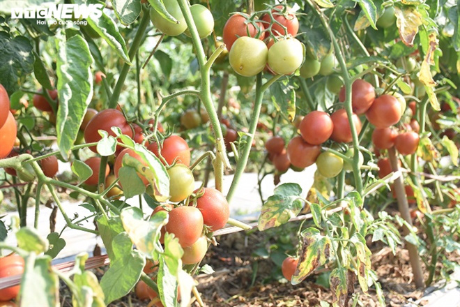Cà chua chín đỏ đồng đúng dịch COVID-19, nông dân Chí Linh đứng ngồi không yên - Ảnh 7. Cà chua chín đỏ đồng đúng dịch COVID-19, nông dân Chí Linh đứng ngồi không yên - Ảnh 7.