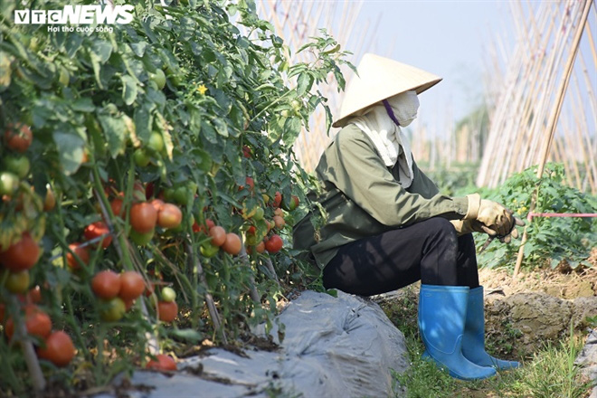 Cà chua chín đỏ đồng đúng dịch COVID-19, nông dân Chí Linh đứng ngồi không yên - Ảnh 4. Cà chua chín đỏ đồng đúng dịch COVID-19, nông dân Chí Linh đứng ngồi không yên - Ảnh 4.