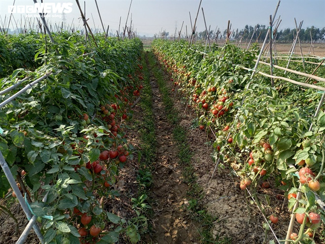 Cà chua chín đỏ đồng đúng dịch COVID-19, nông dân Chí Linh đứng ngồi không yên - Ảnh 5. Cà chua chín đỏ đồng đúng dịch COVID-19, nông dân Chí Linh đứng ngồi không yên - Ảnh 5.