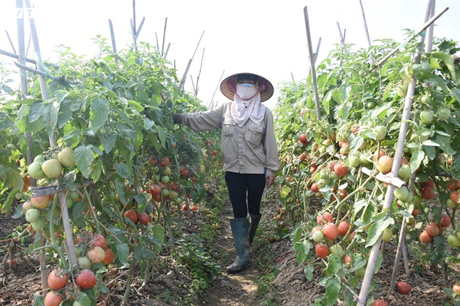 Cà chua chín đỏ đồng đúng dịch COVID-19, nông dân Chí Linh đứng ngồi không yên - Ảnh 12. Cà chua chín đỏ đồng đúng dịch COVID-19, nông dân Chí Linh đứng ngồi không yên - Ảnh 12.