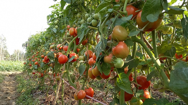 Cà chua chín đỏ đồng đúng dịch COVID-19, nông dân Chí Linh đứng ngồi không yên - Ảnh 8. Cà chua chín đỏ đồng đúng dịch COVID-19, nông dân Chí Linh đứng ngồi không yên - Ảnh 8.
