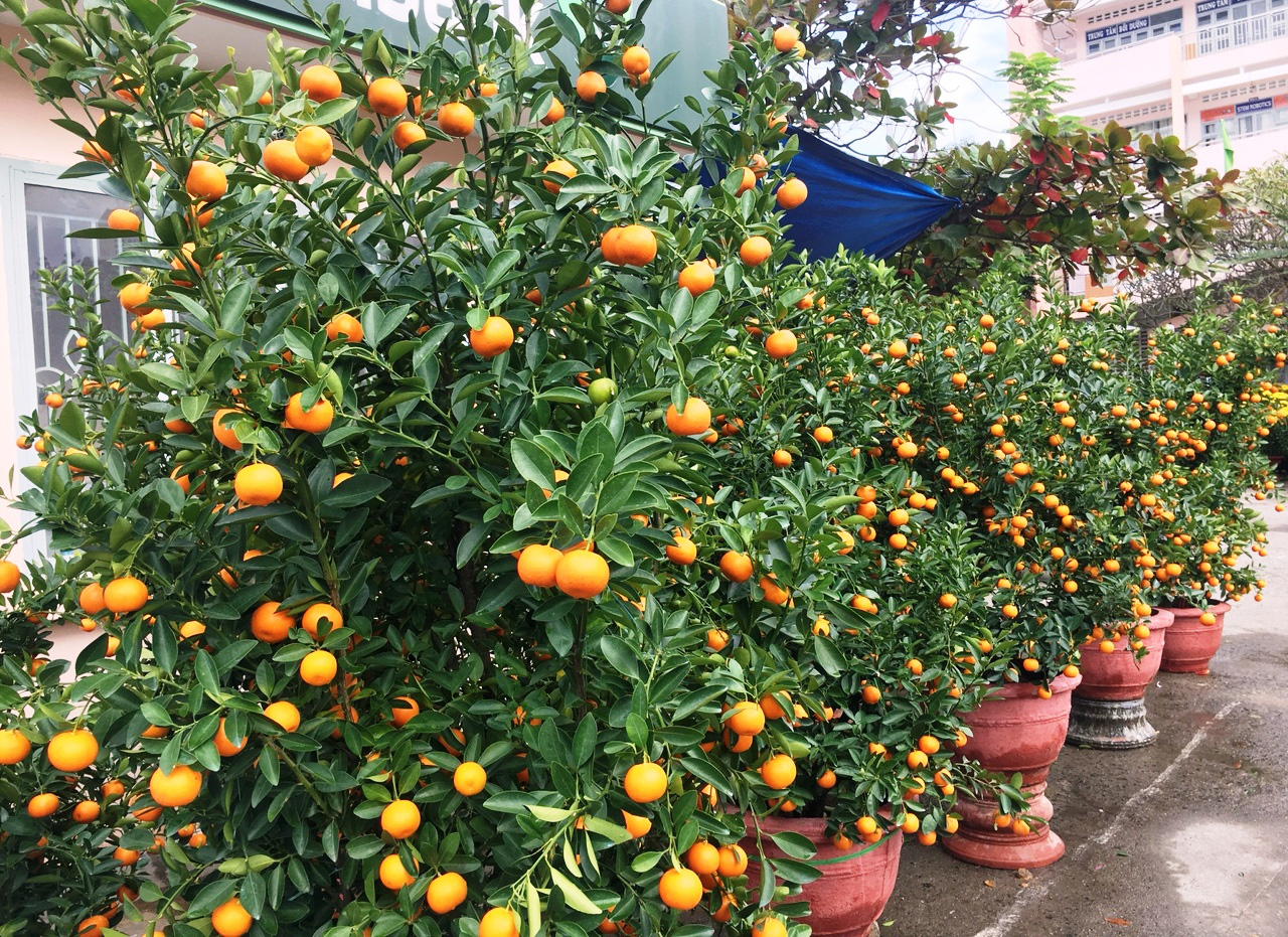 Những loại hoa, quả đẹp phục vụ Tết - Ảnh 6.