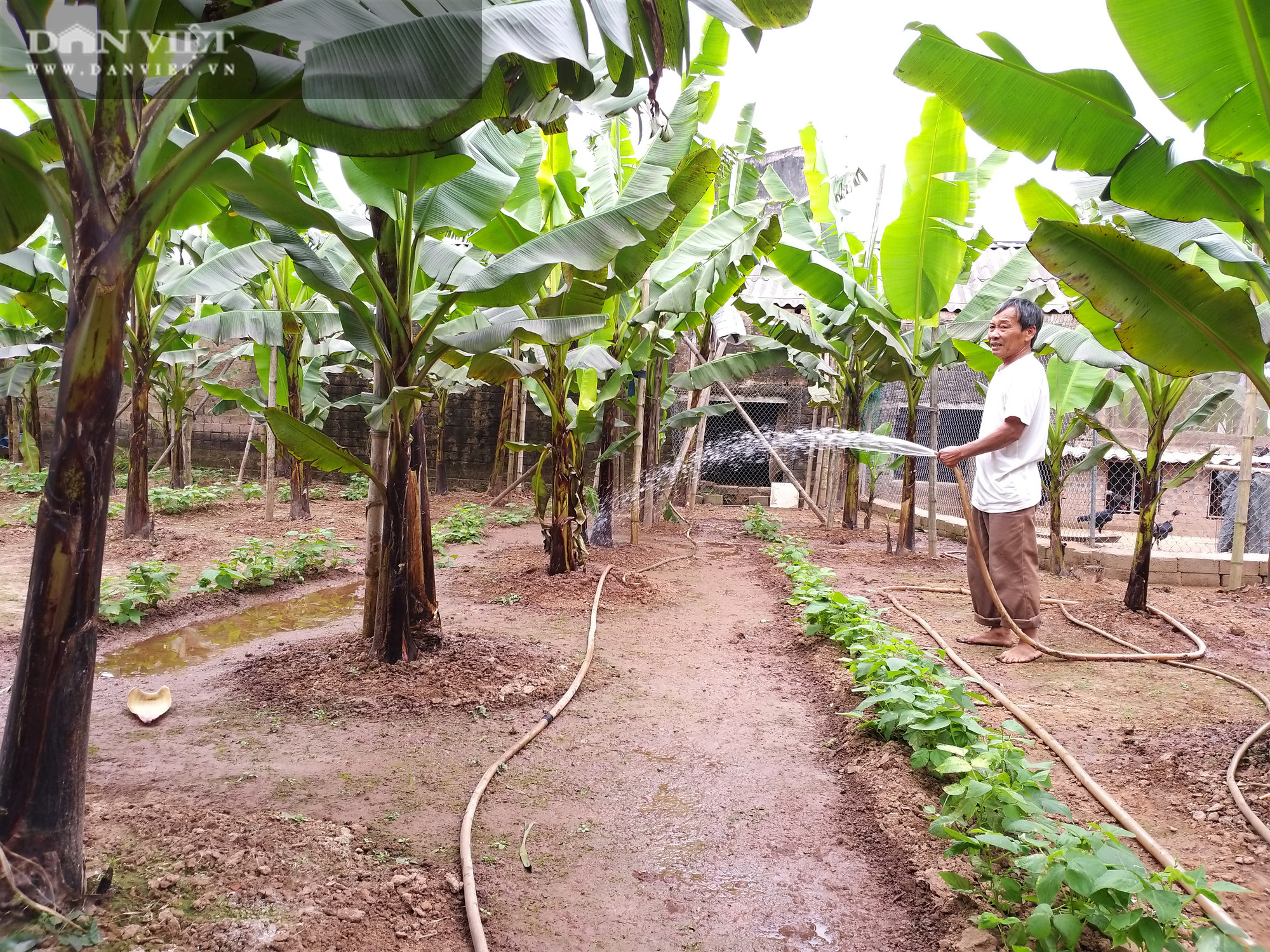 Trồng được chuối tiến vua ngon nhất Việt Nam mà lão nông Hà Nam vẫn giữ giá bán vừa phải vì lý do này? - Ảnh 2.