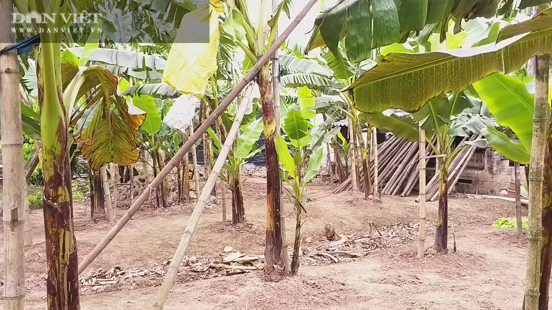 Trồng được chuối tiến vua ngon nhất Việt Nam mà lão nông Hà Nam vẫn giữ giá bán vừa phải vì lý do này? - Ảnh 5.