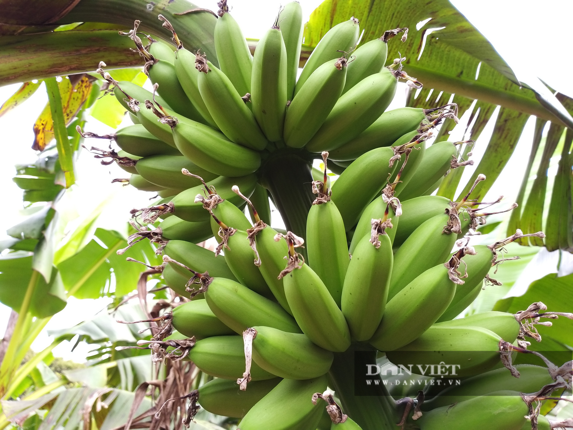 Trồng được chuối tiến vua ngon nhất Việt Nam mà lão nông Hà Nam vẫn giữ giá bán vừa phải vì lý do này? - Ảnh 8.