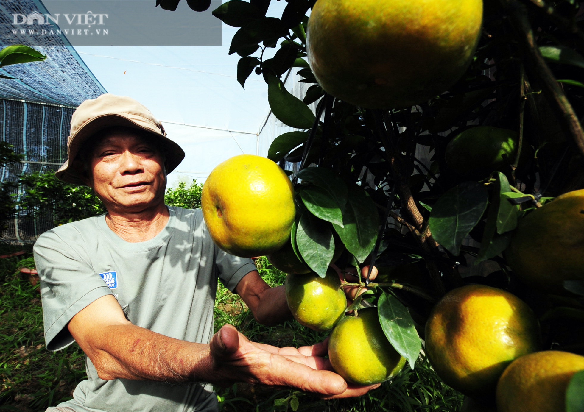 Cận Tết, nhà vườn trồng quýt hồng trong chậu “ngóng” khách - Ảnh 4.
