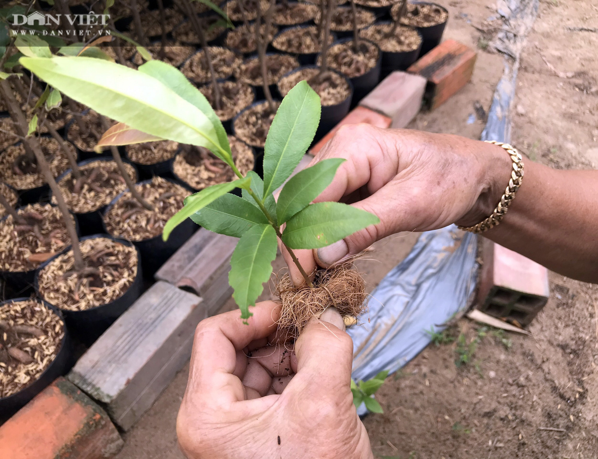 Cụ bà kiếm bộn tiền nhờ tuyệt kỹ tạo hình rễ mai hình thù lạ mắt bán Tết - Ảnh 3.
