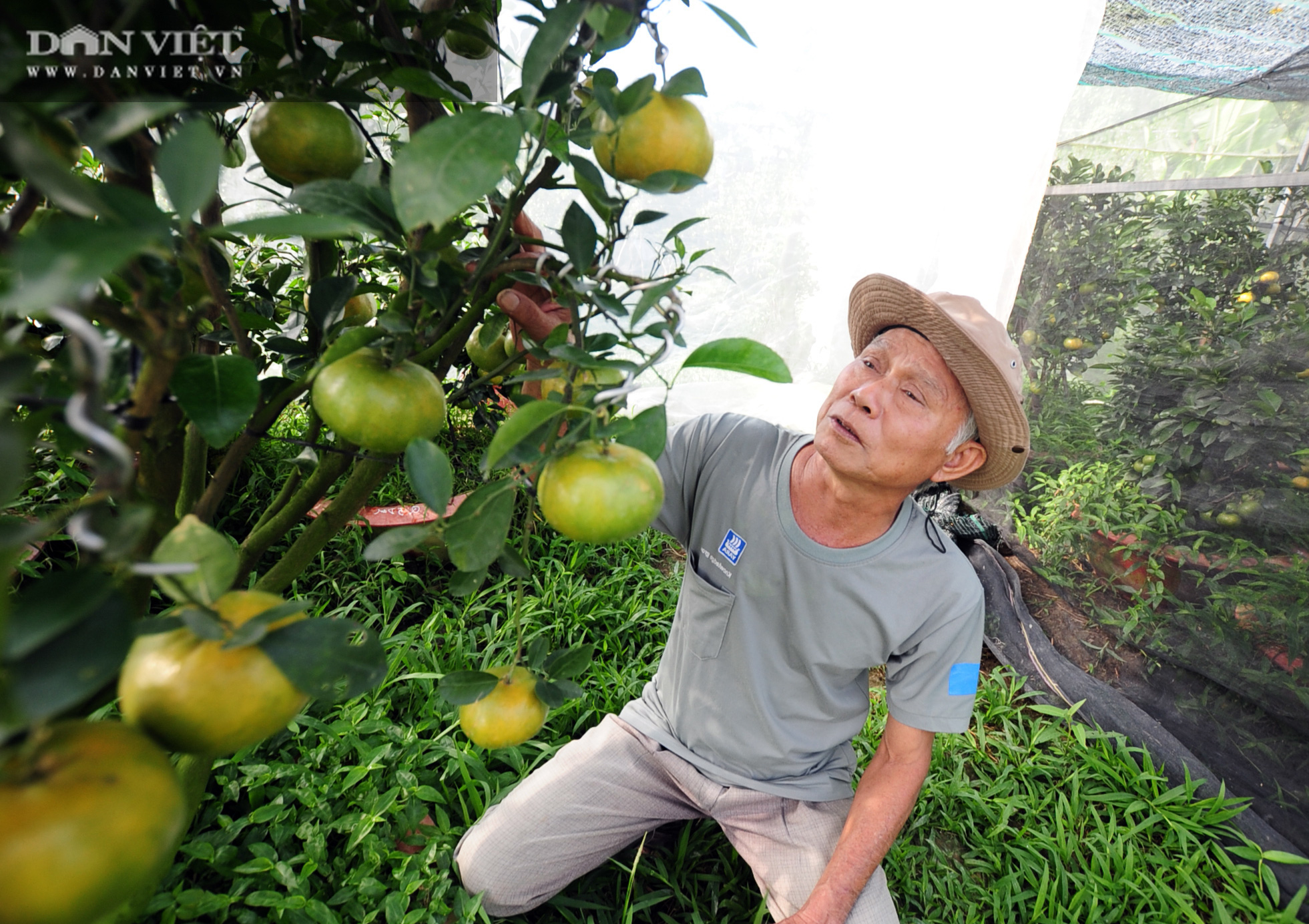 Cận Tết, nhà vườn trồng quýt hồng trong chậu “ngóng” khách - Ảnh 1.