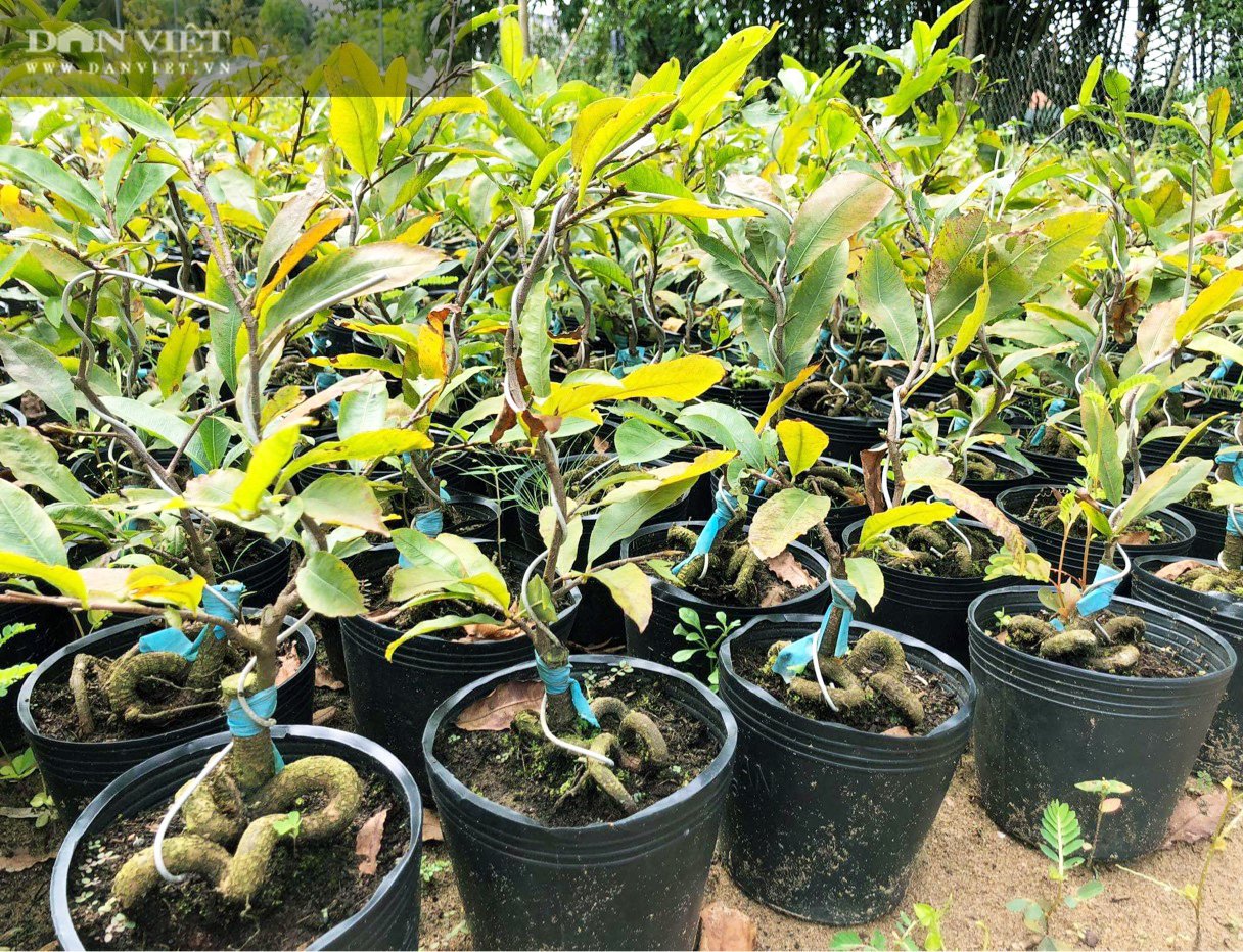 Cụ bà kiếm bộn tiền nhờ tuyệt kỹ tạo hình rễ mai hình thù lạ mắt bán Tết - Ảnh 1.