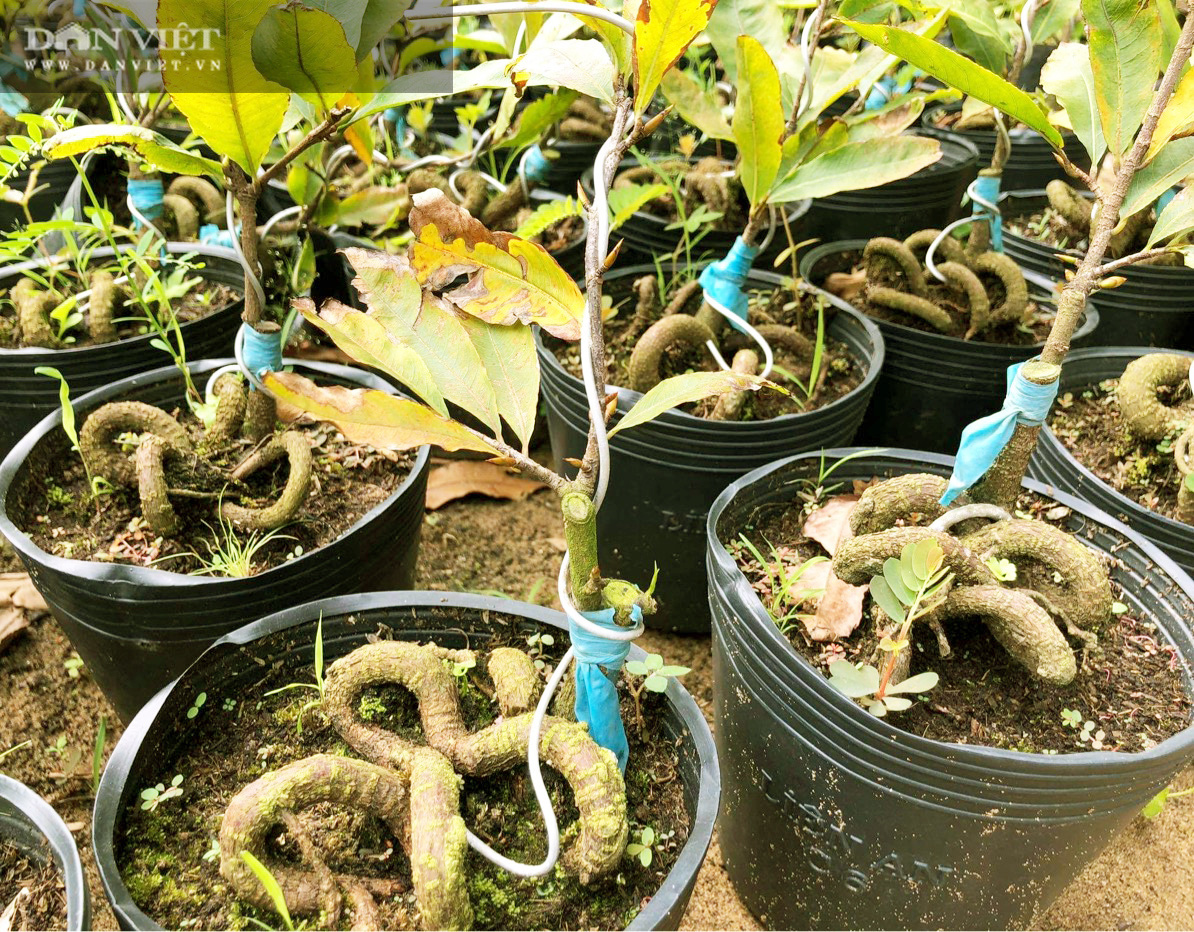 Cụ bà kiếm bộn tiền nhờ tuyệt kỹ tạo hình rễ mai hình thù lạ mắt bán Tết - Ảnh 5.