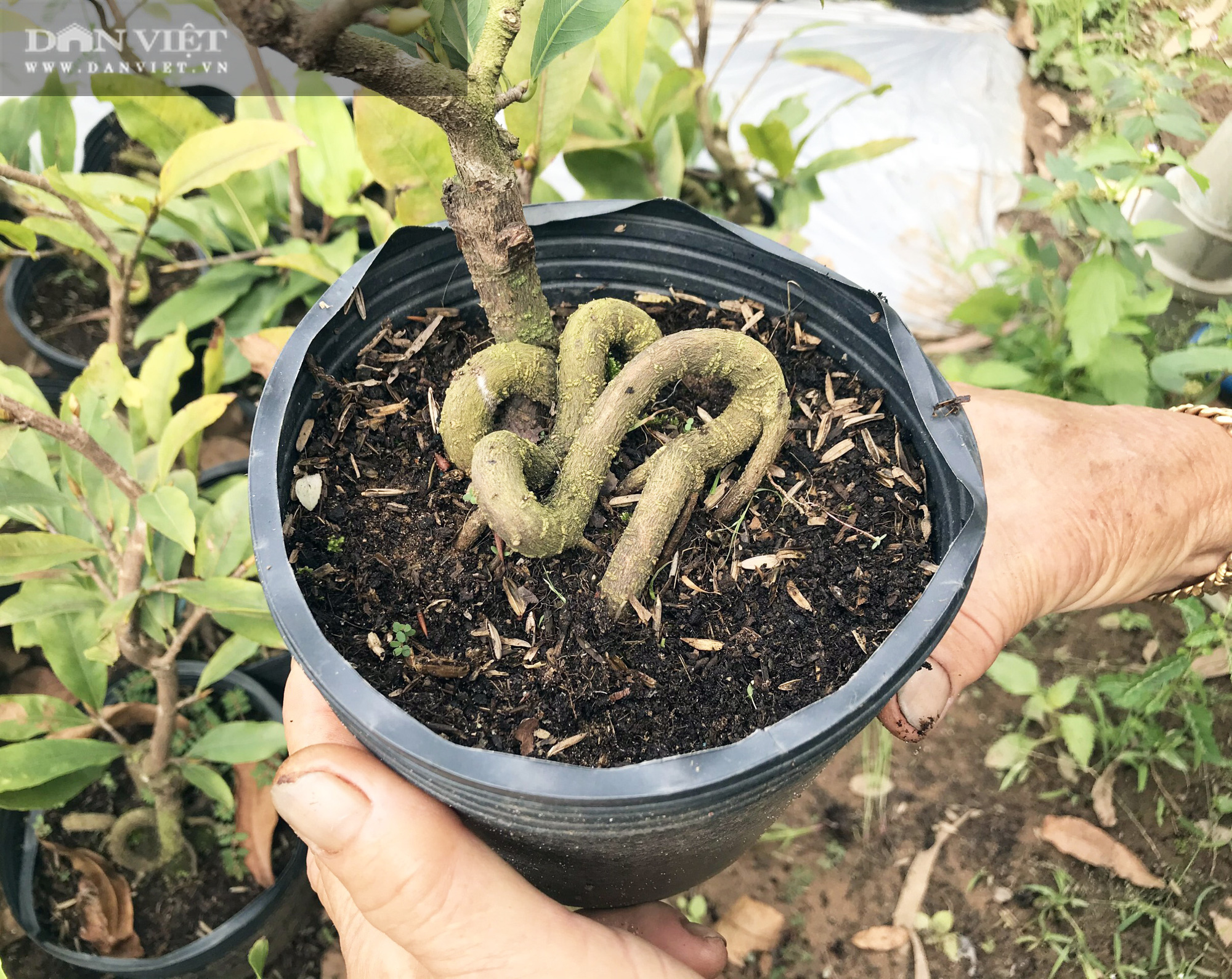 Cụ bà kiếm bộn tiền nhờ tuyệt kỹ tạo hình rễ mai hình thù lạ mắt bán Tết - Ảnh 4.