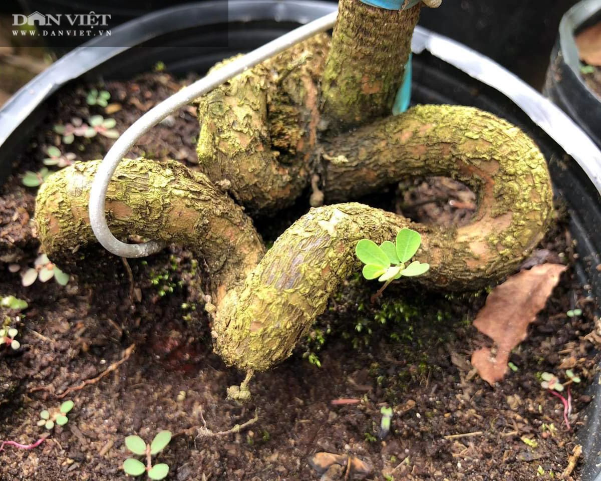 Cụ bà kiếm bộn tiền nhờ tuyệt kỹ tạo hình rễ mai hình thù lạ mắt bán Tết - Ảnh 7.