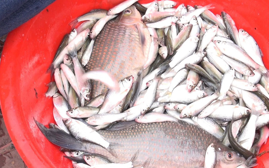 An Giang: Bắt cá linh trên sông Tiền, bất ngờ lại bắt được cả loài cá có cái tên mắc cười, to cồ cộ