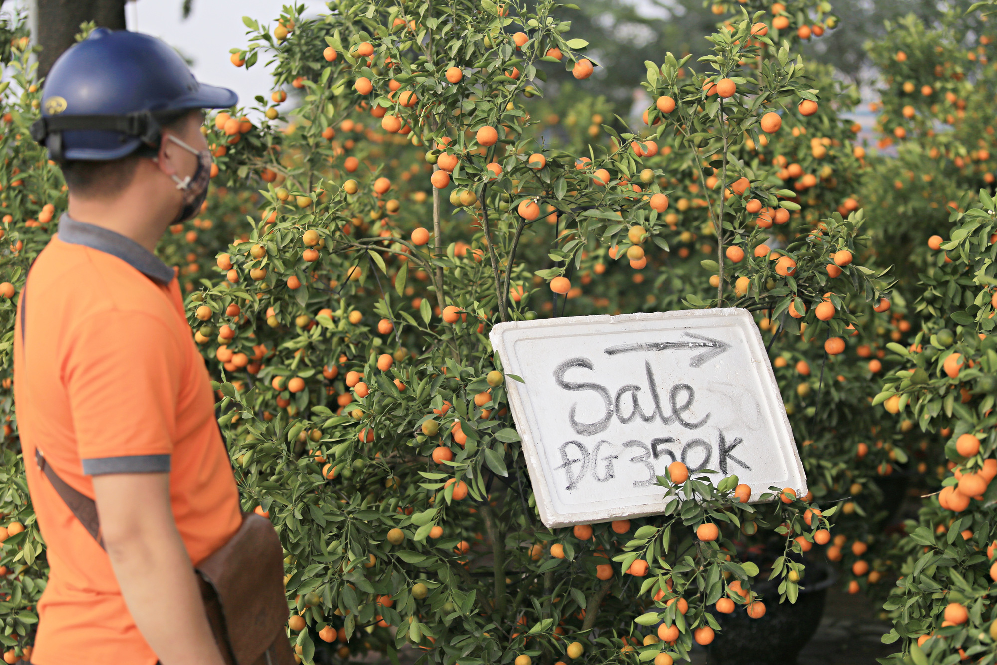 Quất, đào treo biển đồng giá, “sale sập sàn” ngày cận Tết vẫn vắng bóng người mua: &quot;Dịch Covid-19 nên kinh doanh ế ẩm lắm&quot; - Ảnh 4.