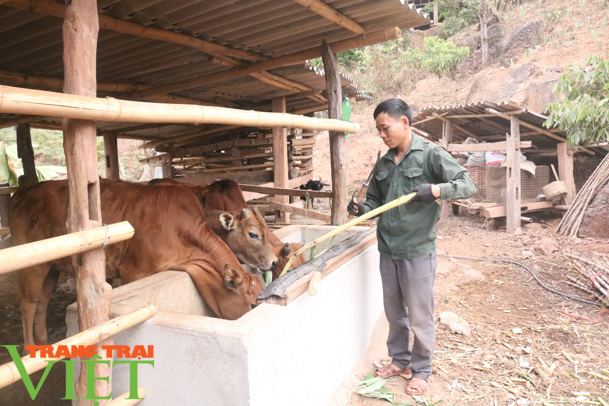 Mường Sại chú trọng phát triển chăn nuôi - Ảnh 2. Mường Sại chú trọng phát triển chăn nuôi - Ảnh 2.