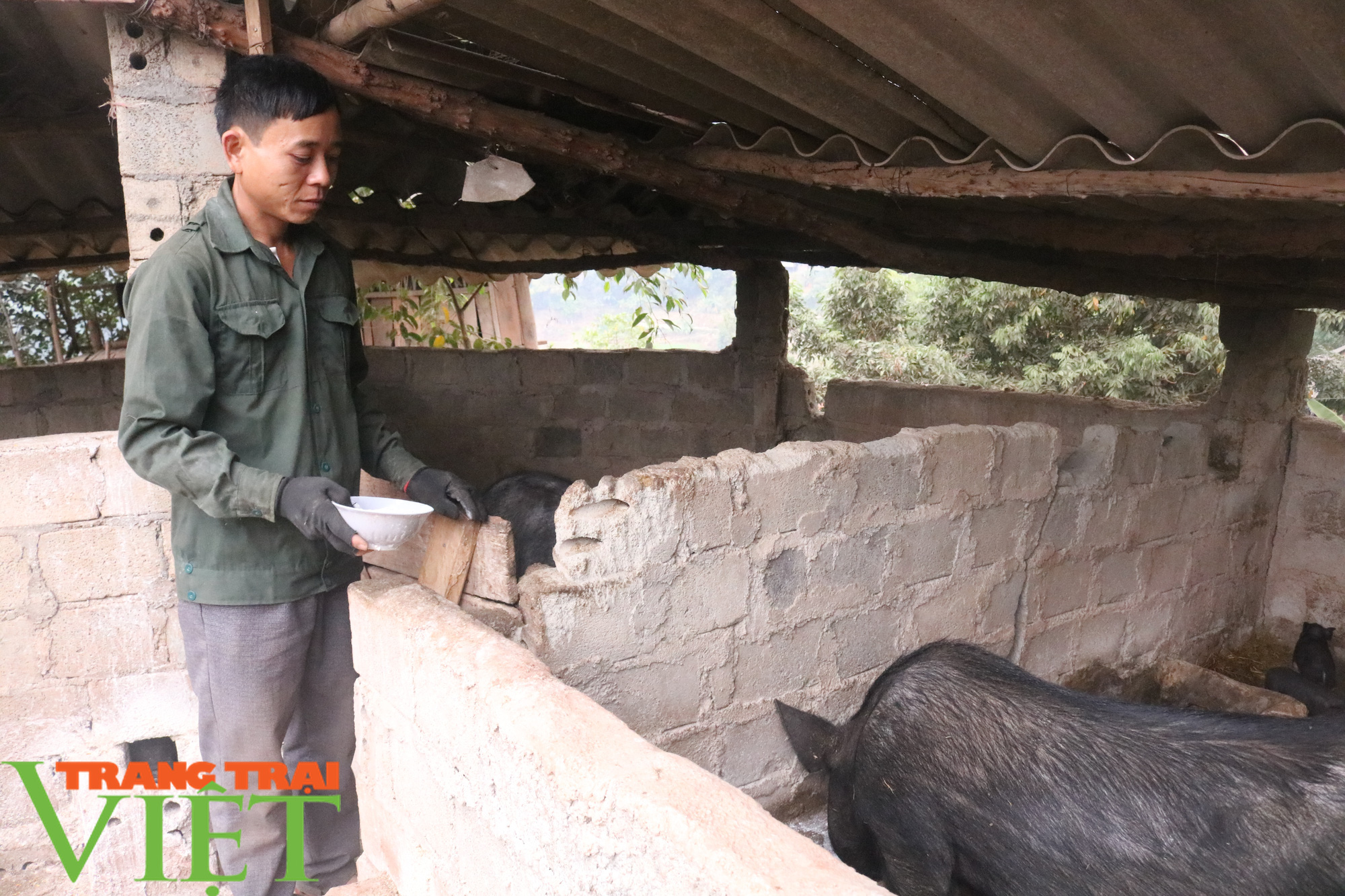Mường Sại chú trọng phát triển chăn nuôi - Ảnh 3. Mường Sại chú trọng phát triển chăn nuôi - Ảnh 3.