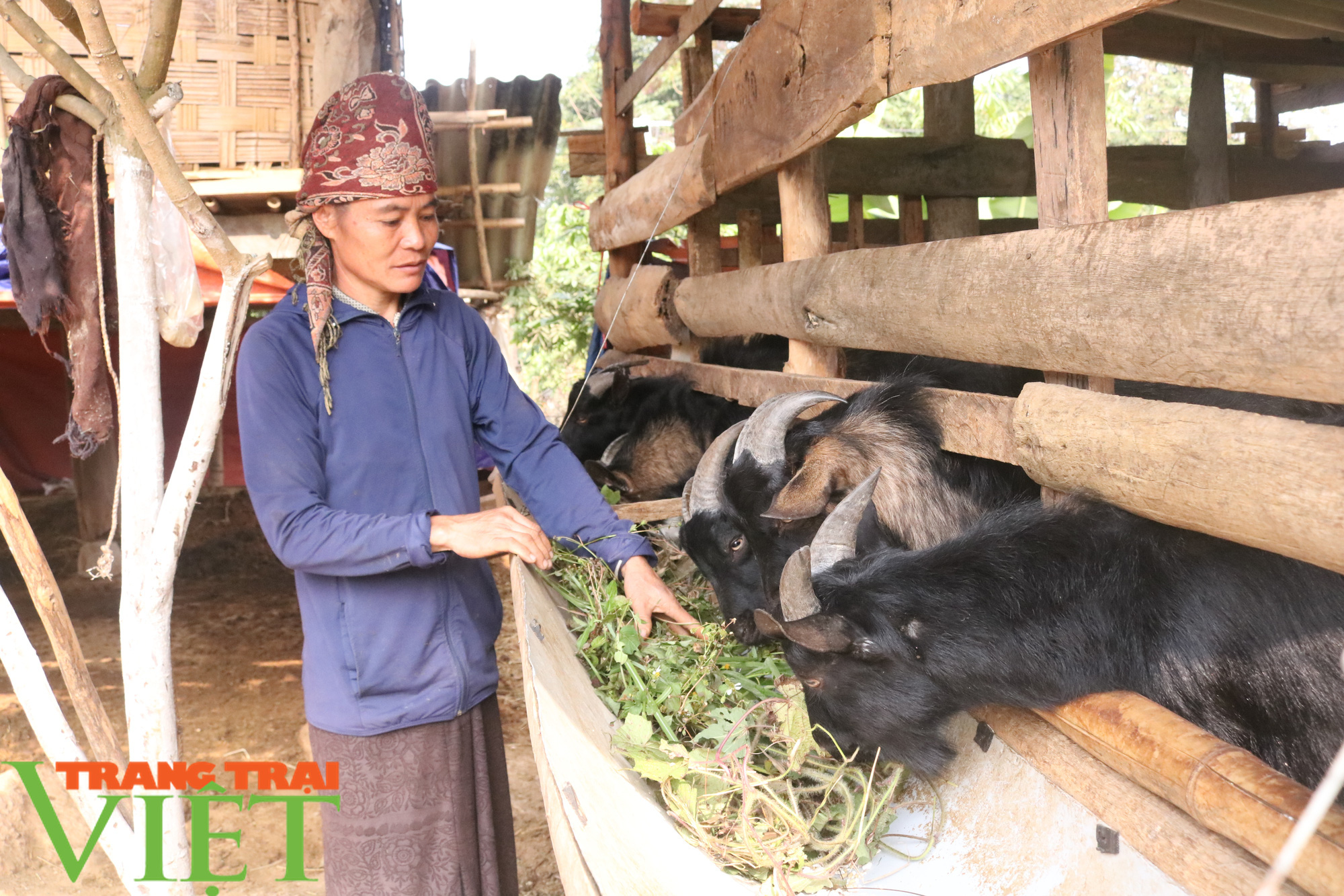 Mường Sại chú trọng phát triển chăn nuôi - Ảnh 1. Mường Sại chú trọng phát triển chăn nuôi - Ảnh 1.