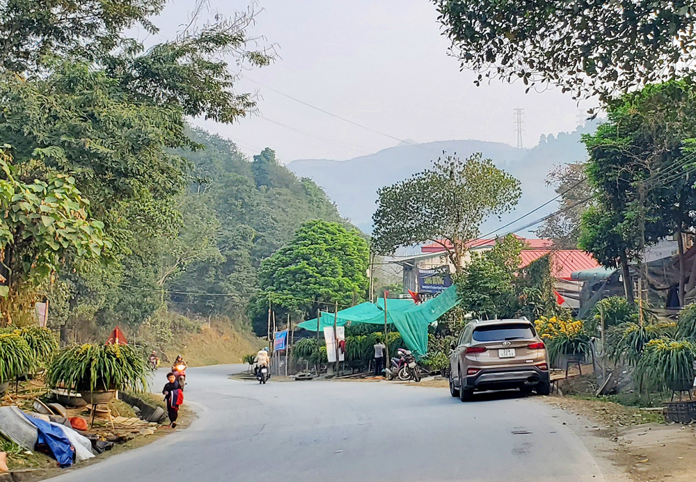 Lào Cai: Giá địa lan giảm mạnh, chậu to đẹp chỉ còn 10 triệu đồng, thương lái &quot;ôm&quot; hoa lo sốt vó - Ảnh 3.